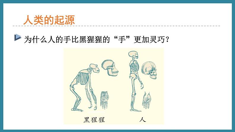 5.2.1人类的起源 (课件)济南版生物八年级下册07
