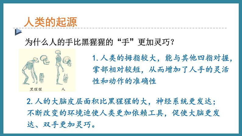 5.2.1人类的起源 (课件)济南版生物八年级下册08