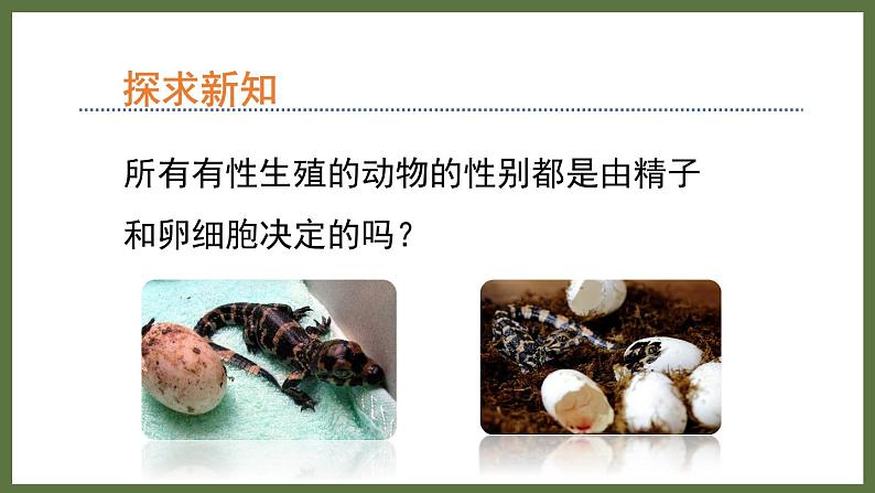 6.1.1环境对生物的作用 (课件)济南版生物八年级下册02