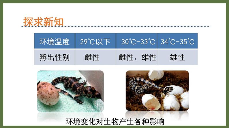 6.1.1环境对生物的作用 (课件)济南版生物八年级下册03
