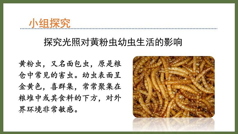 6.1.1环境对生物的作用 (课件)济南版生物八年级下册05