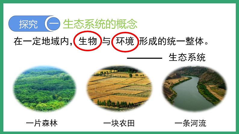 6.2.1生态系统的组成 (课件)济南版生物八年级下册03