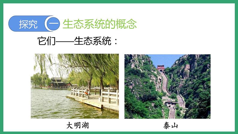 6.2.1生态系统的组成 (课件)济南版生物八年级下册06