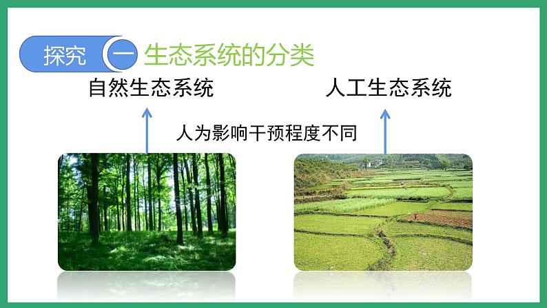 6.2.4生态系统的类型 (课件)济南版生物八年级下册04