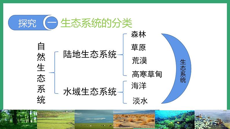 6.2.4生态系统的类型 (课件)济南版生物八年级下册05