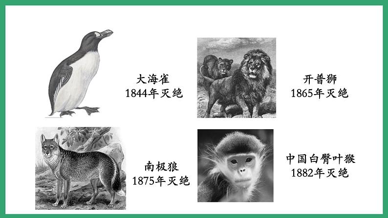 6.3.2生物多样性的保护 (课件)济南版生物八年级下册07