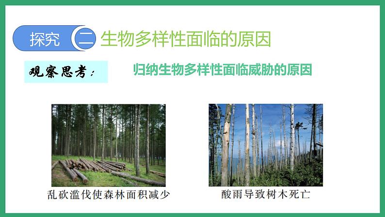 6.3.2生物多样性的保护 (课件)济南版生物八年级下册08