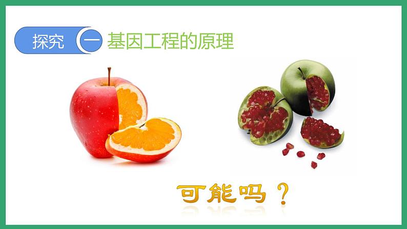 7.2.1基因工程 (课件)济南版生物八年级下册第3页