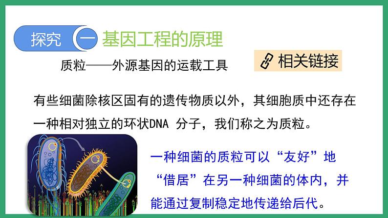 7.2.1基因工程 (课件)济南版生物八年级下册第5页