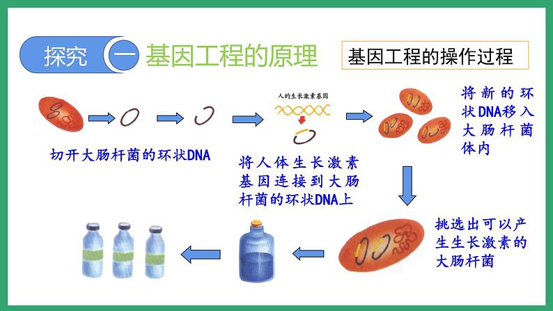 7.2.1基因工程 (课件)济南版生物八年级下册第6页