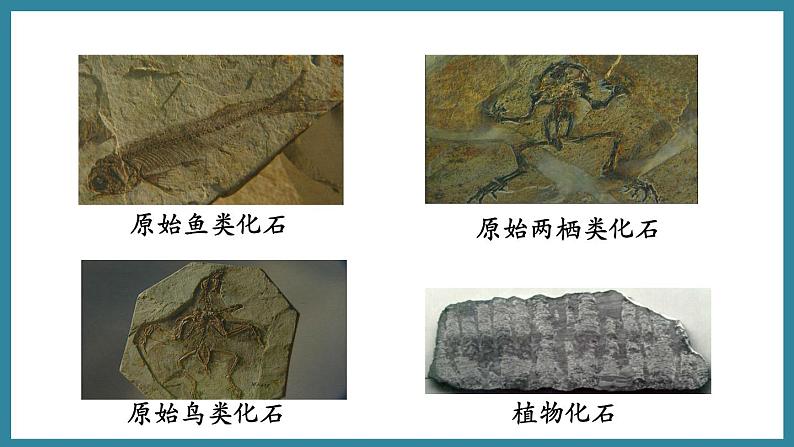 5.1.2生命进化的证据 (课件)济南版生物八年级下册03