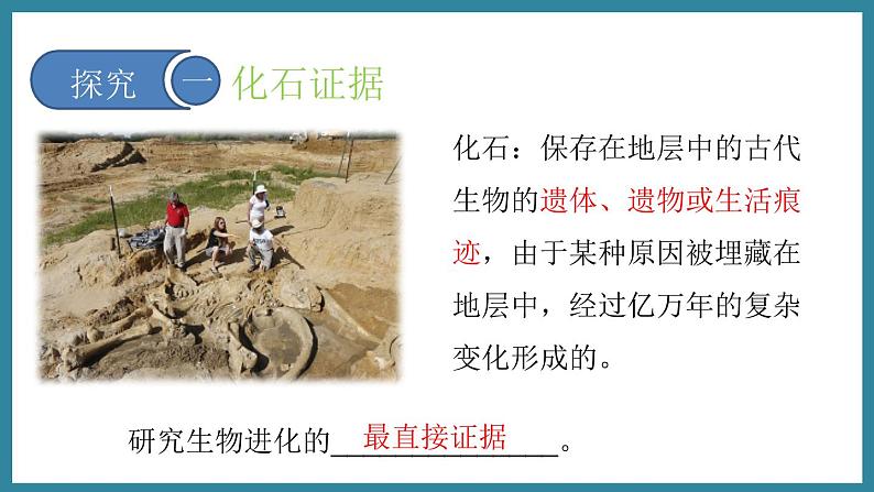 5.1.2生命进化的证据 (课件)济南版生物八年级下册04
