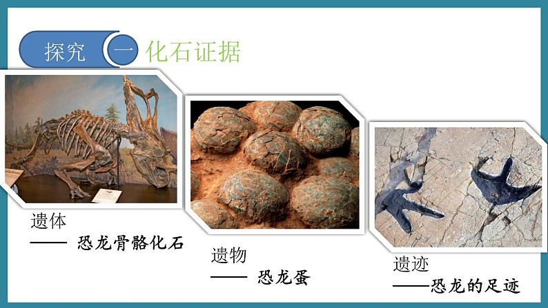 5.1.2生命进化的证据 (课件)济南版生物八年级下册05