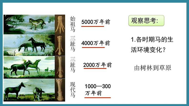 5.1.2生命进化的证据 (课件)济南版生物八年级下册06