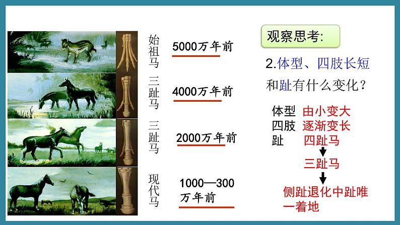 5.1.2生命进化的证据 (课件)济南版生物八年级下册07