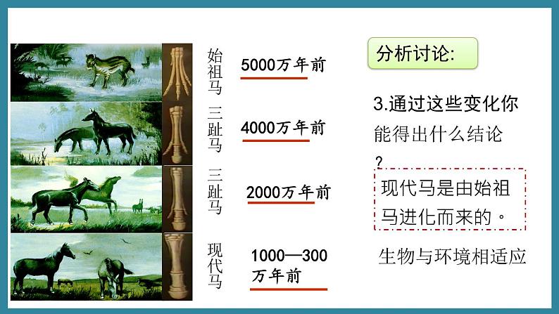 5.1.2生命进化的证据 (课件)济南版生物八年级下册08