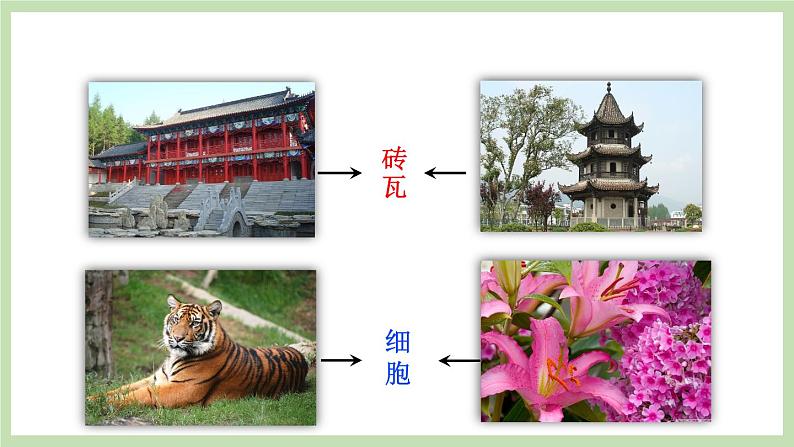 1.2.1细胞的结构和功能 课件 济南版生物七年级上册第2页