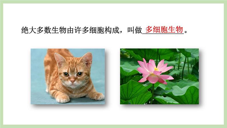 1.2.1细胞的结构和功能 课件 济南版生物七年级上册第4页