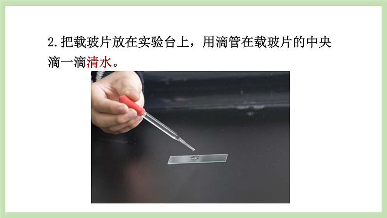 1.2.1细胞的结构和功能 课件 济南版生物七年级上册第6页
