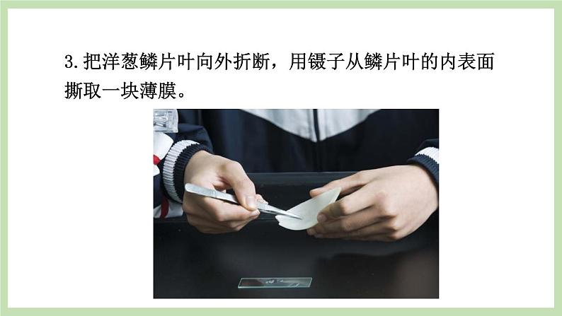 1.2.1细胞的结构和功能 课件 济南版生物七年级上册第7页
