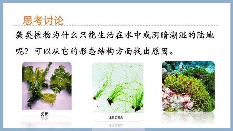 2.1.1绿色植物的主要类群第1课时 课件 济南版生物七年级上册07