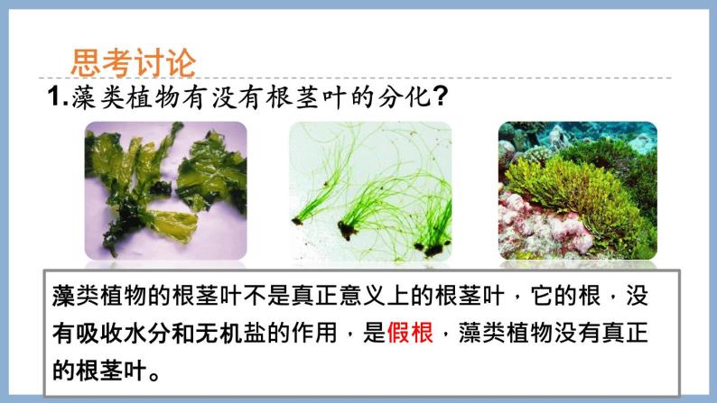 2.1.1绿色植物的主要类群第1课时 课件 济南版生物七年级上册08