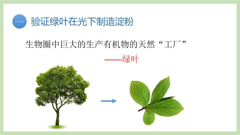 2.1.3绿色植物的光合作用 第1课时 课件 济南版生物七年级上册03
