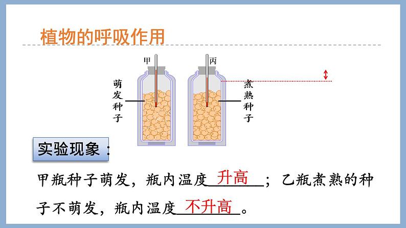 2.1.4绿色植物的呼吸作用 课件 济南版生物七年级上册第6页