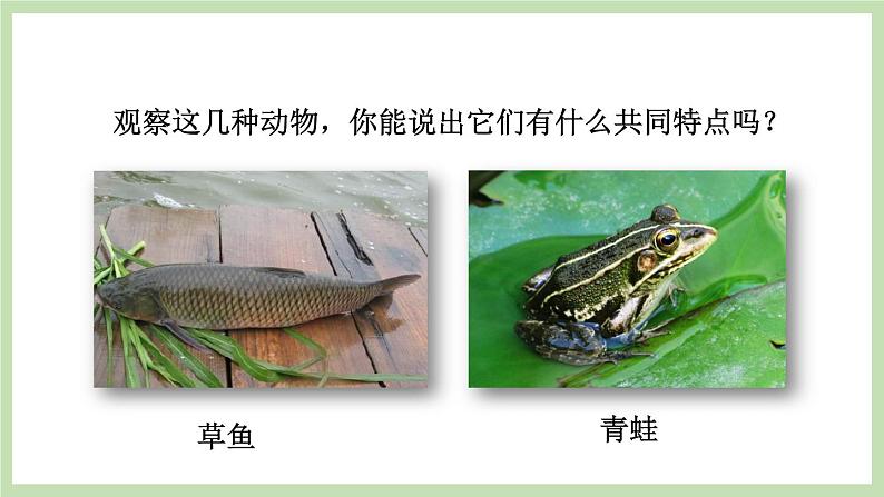2.2.2 脊椎动物的主要类群 第1课时 课件 济南版生物七年级上册第2页