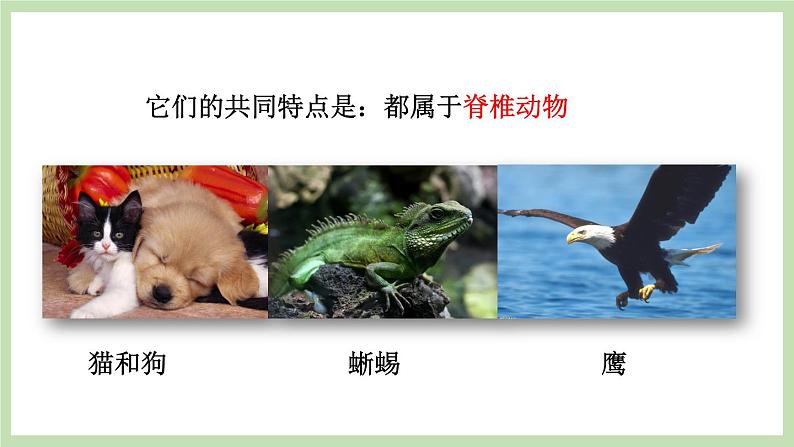 2.2.2 脊椎动物的主要类群 第1课时 课件 济南版生物七年级上册第3页