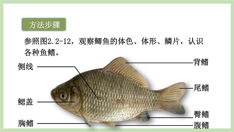2.2.2 脊椎动物的主要类群 第1课时 课件 济南版生物七年级上册第6页