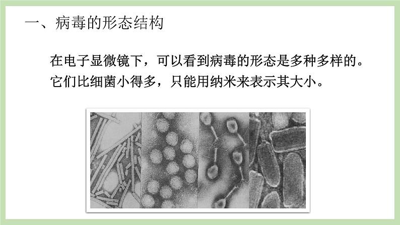 2.3.1病毒 课件 济南版生物七年级上册第3页
