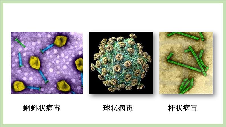 2.3.1病毒 课件 济南版生物七年级上册第4页