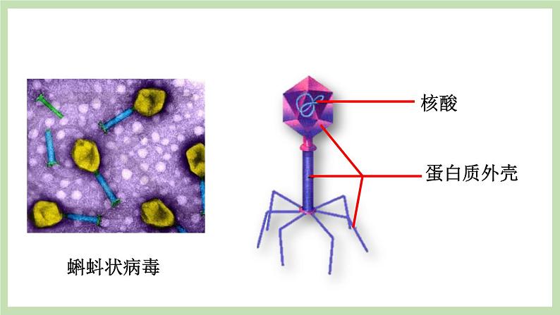 2.3.1病毒 课件 济南版生物七年级上册第5页