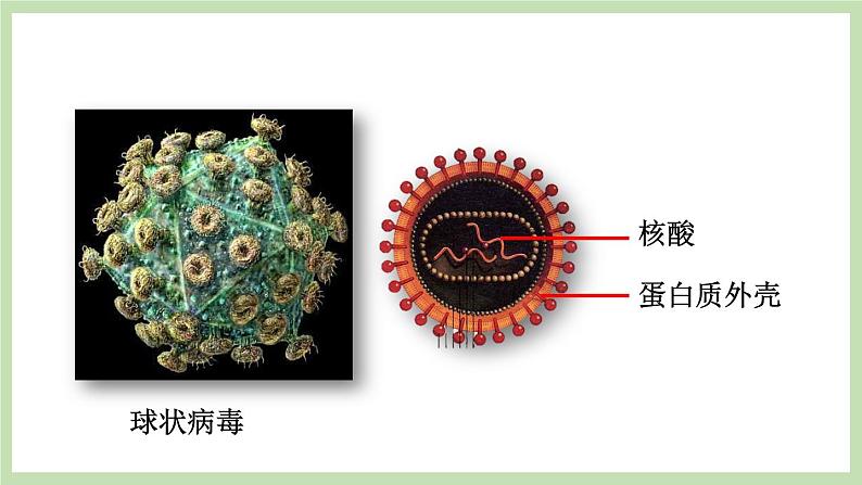 2.3.1病毒 课件 济南版生物七年级上册第6页