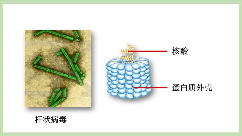 2.3.1病毒 课件 济南版生物七年级上册第7页