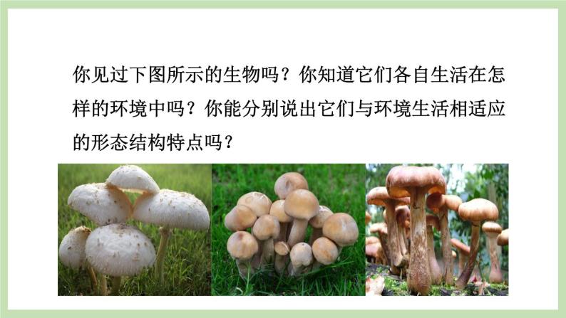 2.3.3真菌  课件 济南版生物七年级上册02