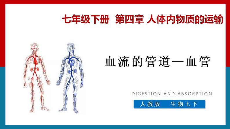 4.4.2 血流的管道——血管 课件04