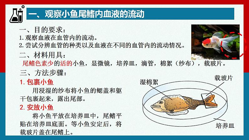 4.4.2 血流的管道——血管 课件08