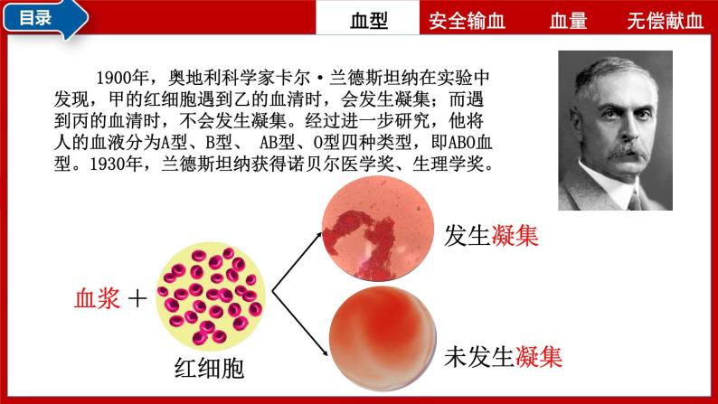 4.4.4输血与血型-课件（人教版）08