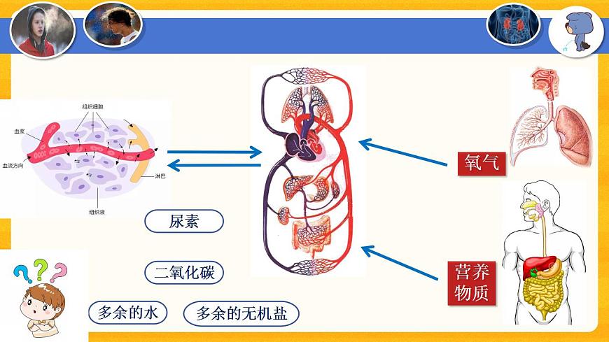 4.5 人體內(nèi)廢物的排出-課件（人教版）第4頁(yè)