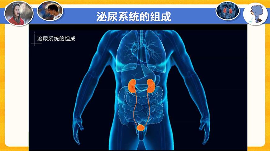4.5 人體內(nèi)廢物的排出-課件（人教版）第6頁(yè)