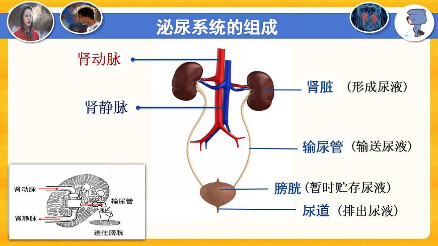 4.5 人體內(nèi)廢物的排出-課件（人教版）第7頁(yè)