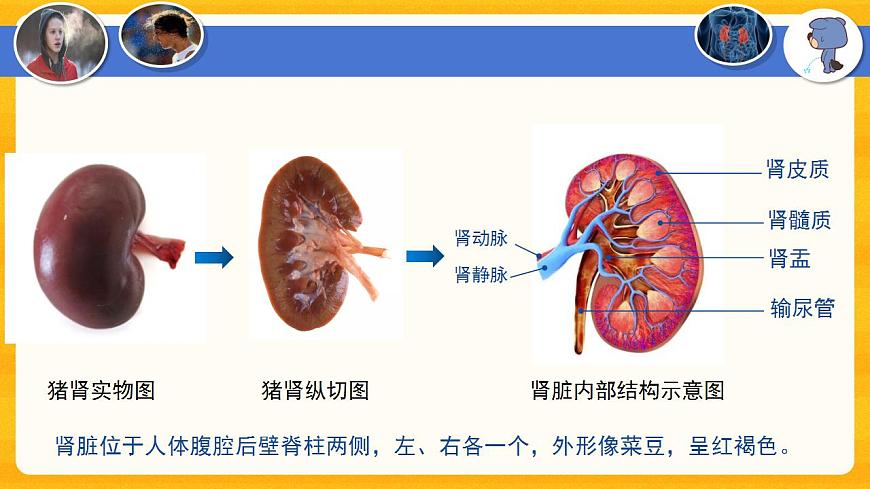 4.5 人體內(nèi)廢物的排出-課件（人教版）第8頁(yè)