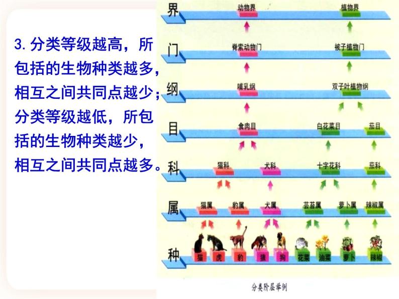 22.1生物的分类 课件04