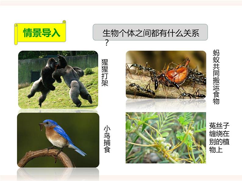 第七单元第一章第一节(二)《生物因素对生物的影响》(教案)第2页