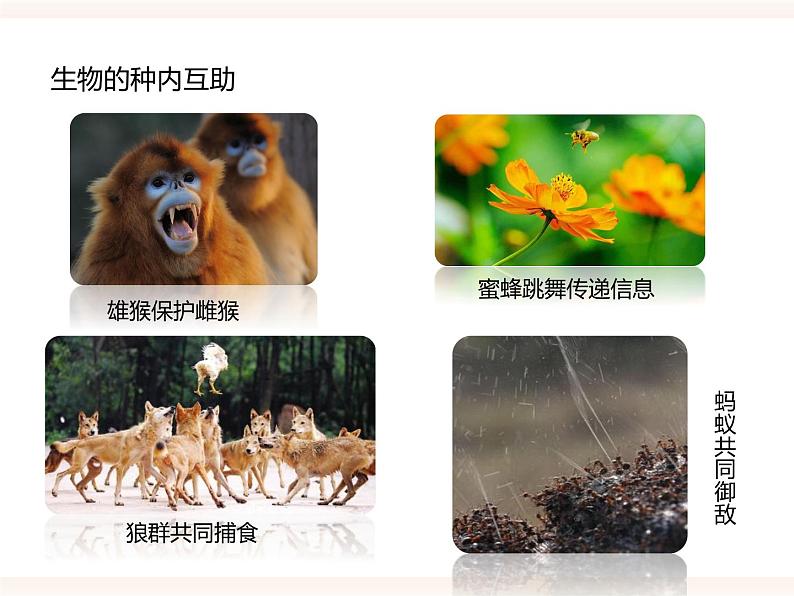 第七单元第一章第一节(二)《生物因素对生物的影响》(教案)第7页