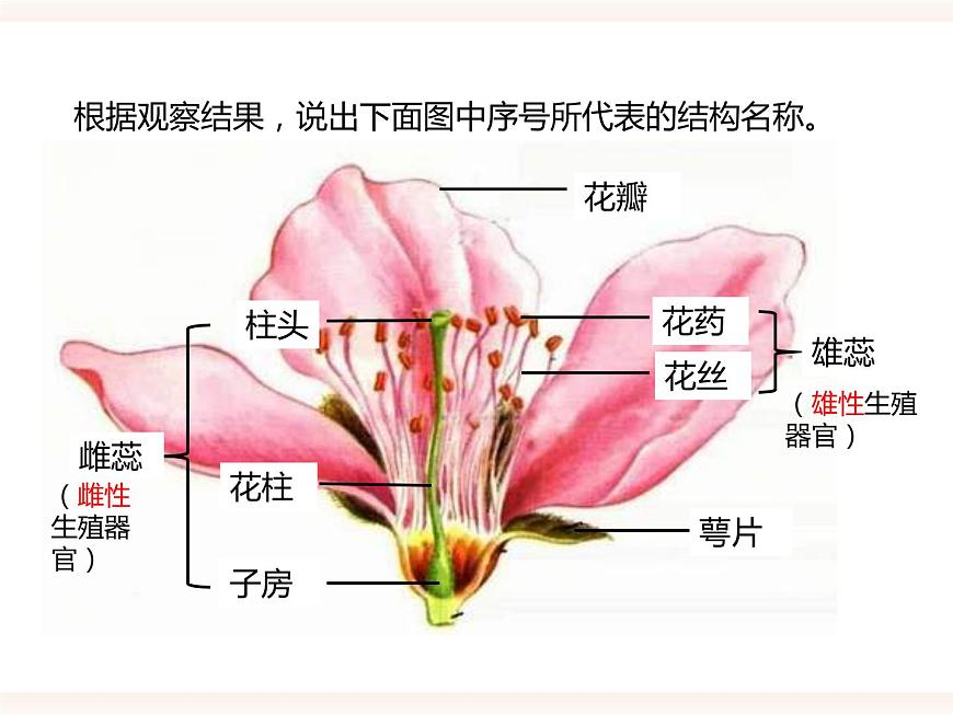 第一章第一節(jié) 被子植物的生殖(一)有性生殖(課件)第6頁(yè)