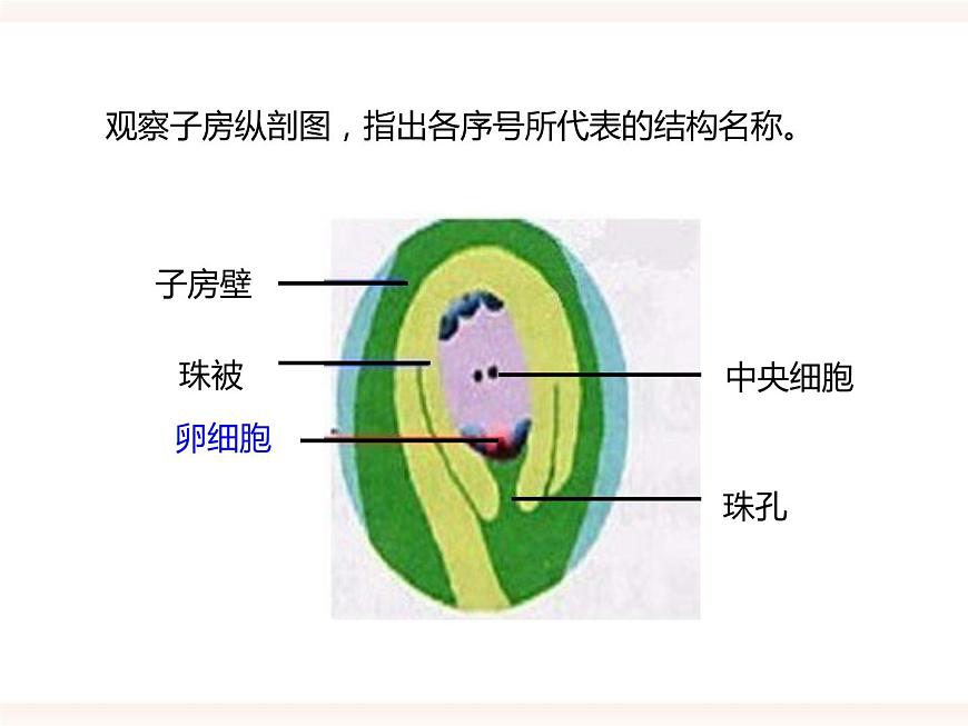 第一章第一節(jié) 被子植物的生殖(一)有性生殖(課件)第7頁(yè)