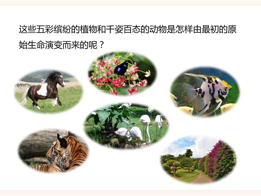 第六單元第三章第二節(jié)(一)《生物進化的歷程》課件第3頁